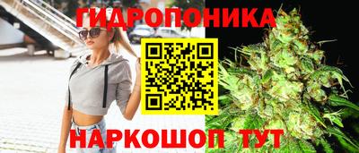 стаф Гатчина